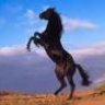 Black stallion