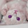 Kitsu