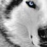akita_rex