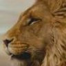 Aslan_furry