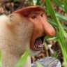 Leonmontana