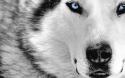 akita_rex