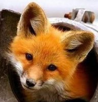 Foxy63